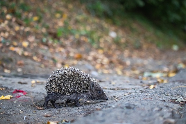 鲍威尔砍下 鲍威尔砍下